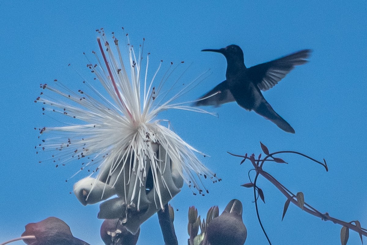 Black Jacobin - ML641444845