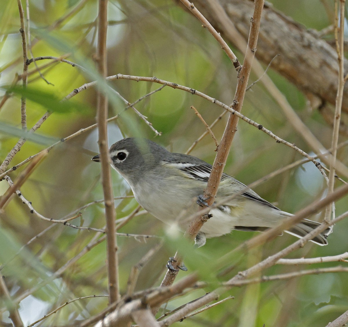 Plumbeous Vireo - ML641444851