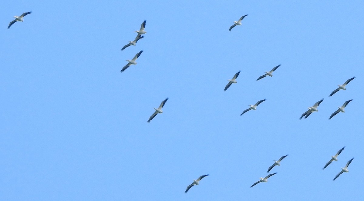 American White Pelican - ML641444859