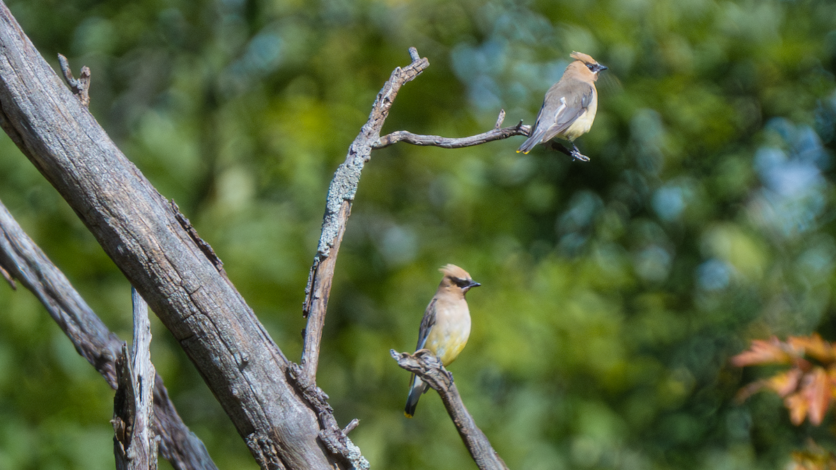 Cedar Waxwing - ML641444866