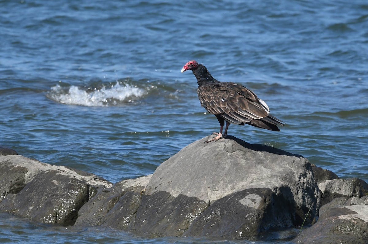 Turkey Vulture - ML641444915