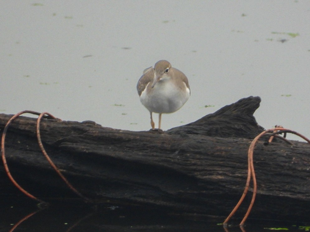 Spotted Sandpiper - ML641444920