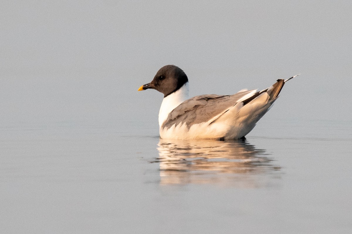 Sabine's Gull - ML641444921