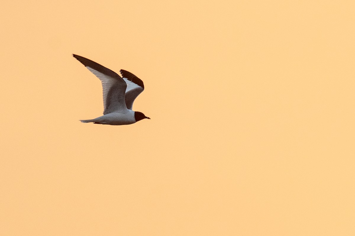 Sabine's Gull - ML641444922