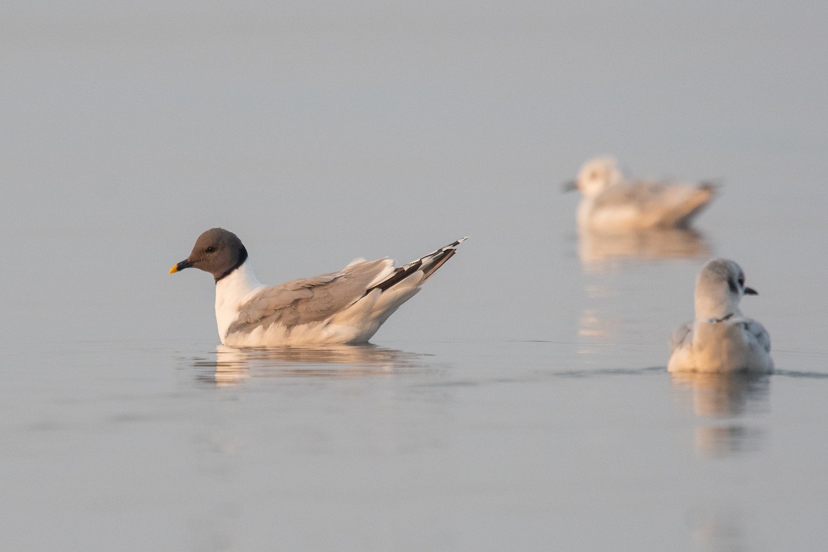 Sabine's Gull - ML641444923