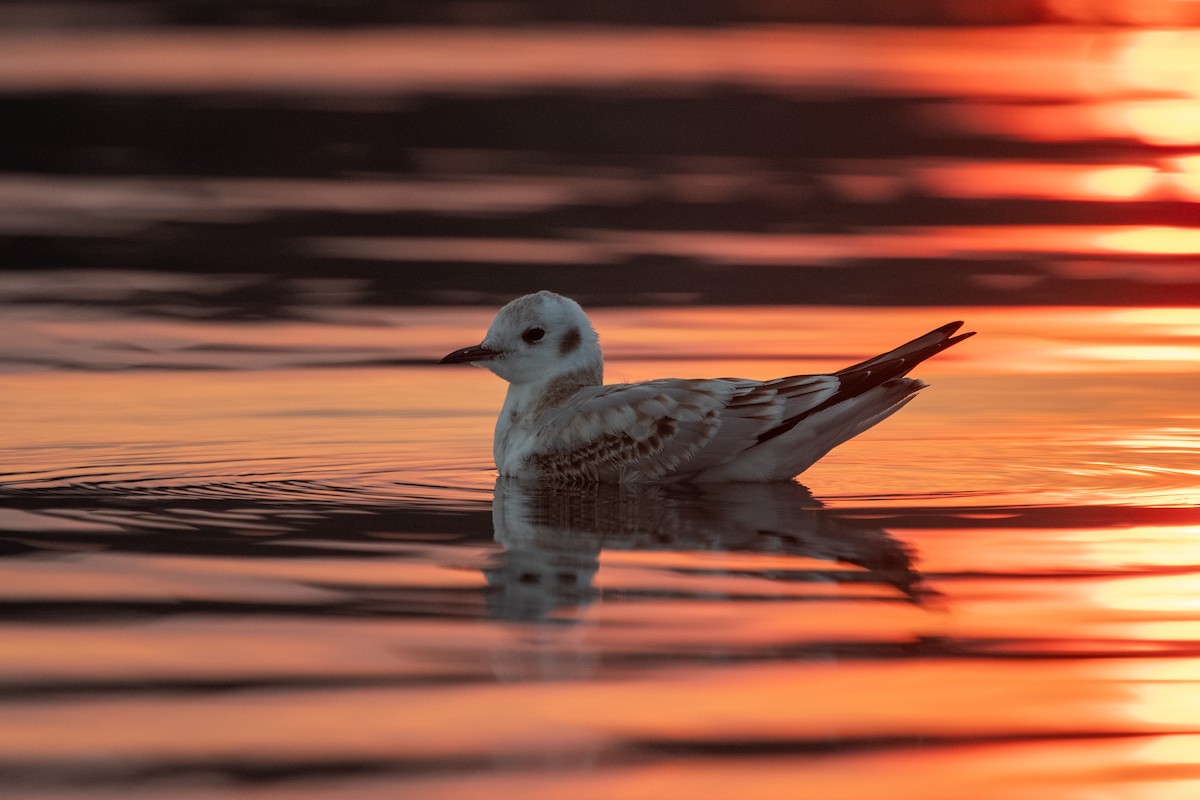 Bonaparte's Gull - ML641444930