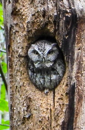 Eastern Screech-Owl - ML641444934