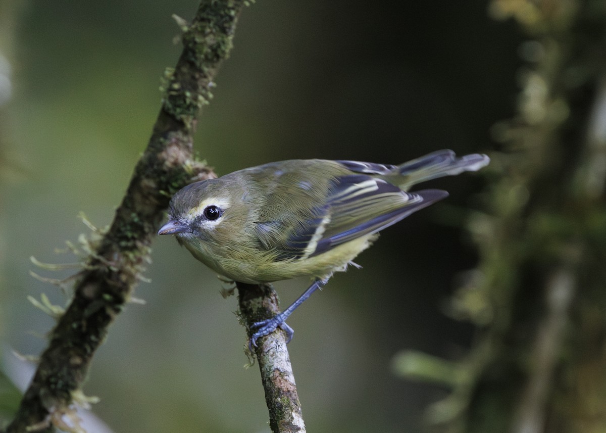 gulbåndvireo - ML641444961