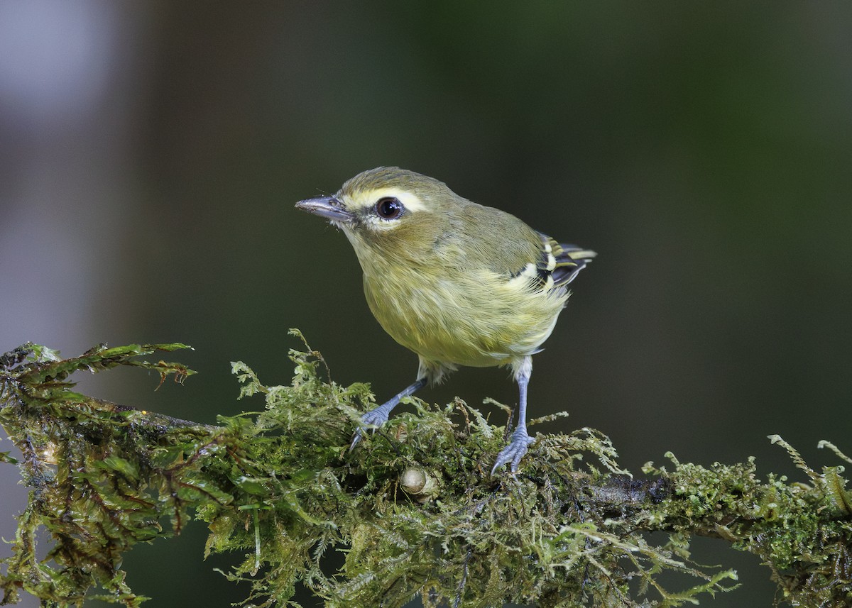 gulbåndvireo - ML641444962