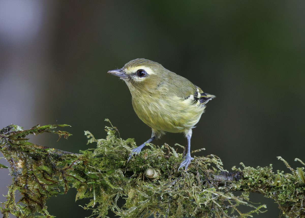 gulbåndvireo - ML641444963