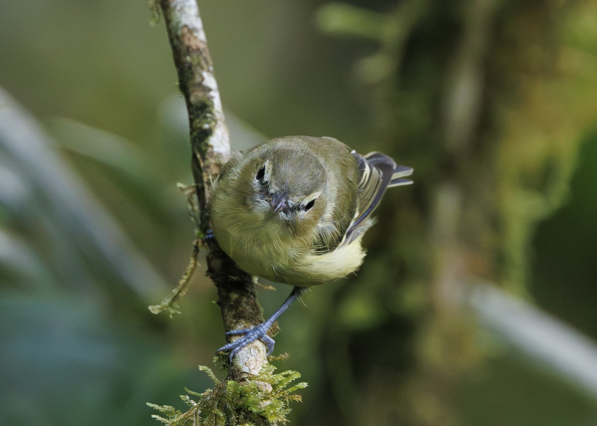 gulbåndvireo - ML641444964