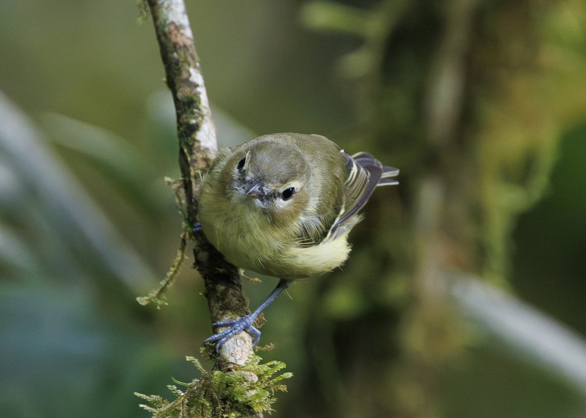 gulbåndvireo - ML641444965