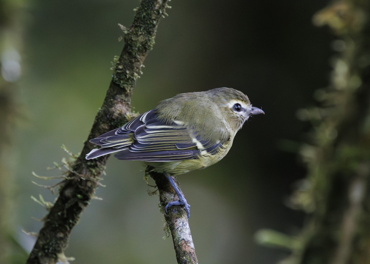 gulbåndvireo - ML641444966