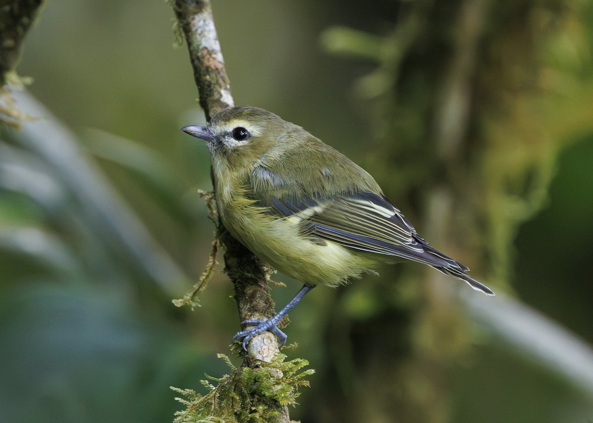 gulbåndvireo - ML641444967