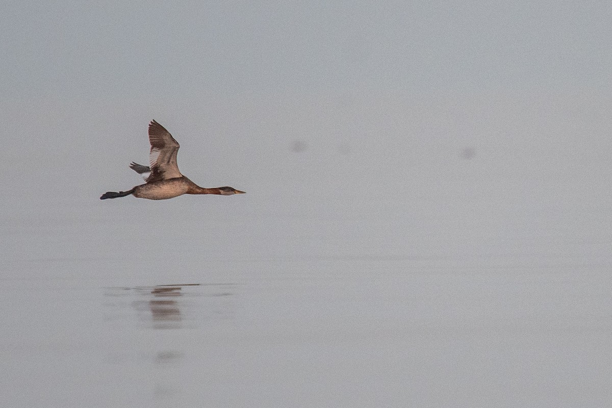 Red-necked Grebe - ML641444982