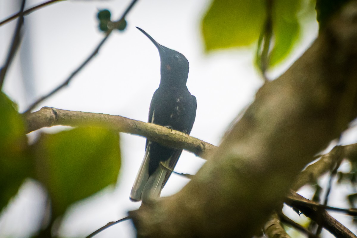 Black Jacobin - ML641444999