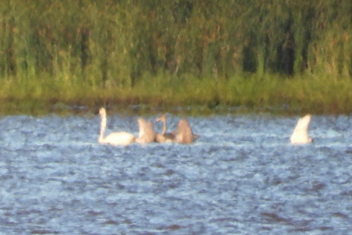 Trumpeter Swan - ML641445008