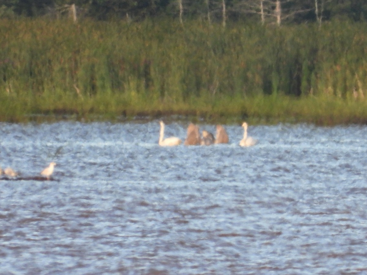 Trumpeter Swan - ML641445009