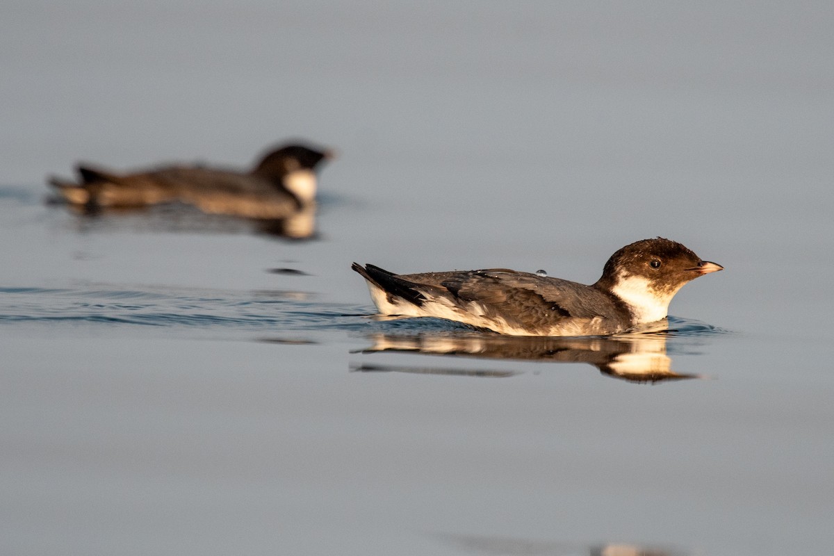 Ancient Murrelet - ML641445014