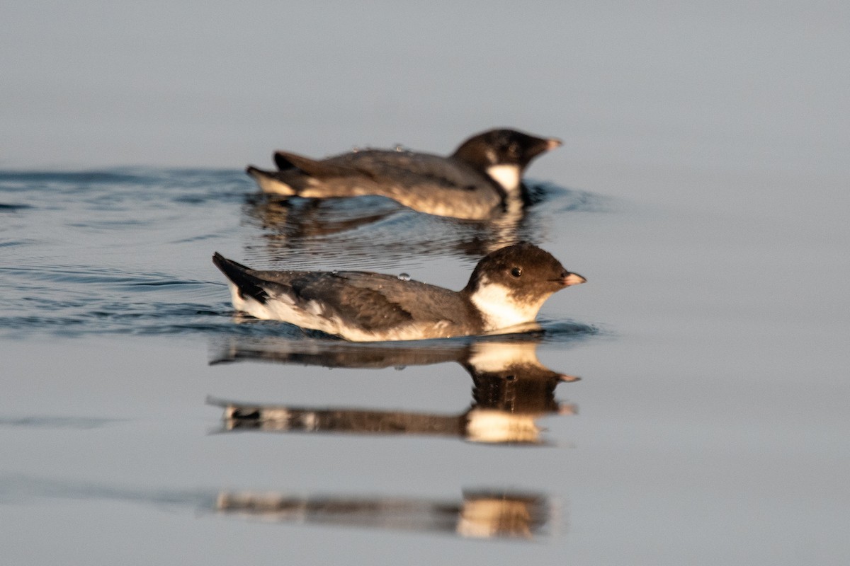 Ancient Murrelet - ML641445015