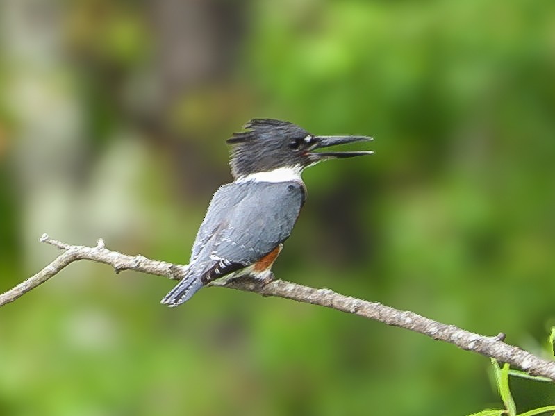 Belted Kingfisher - ML641445017
