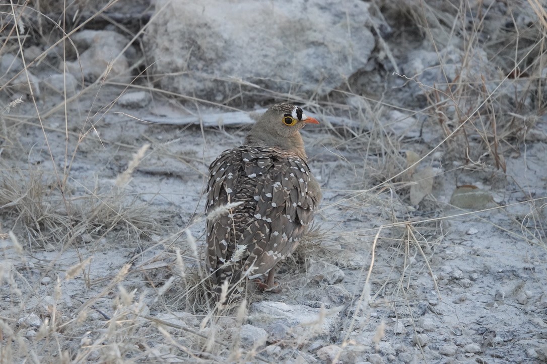 Double-banded Sandgrouse - ML641445045