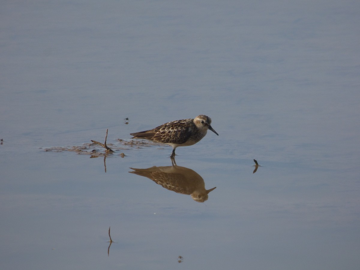 dvergsnipe - ML641445049