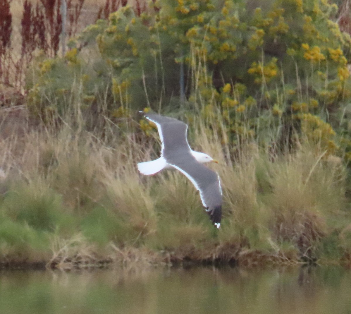 Lesser Black-backed Gull - ML641445068