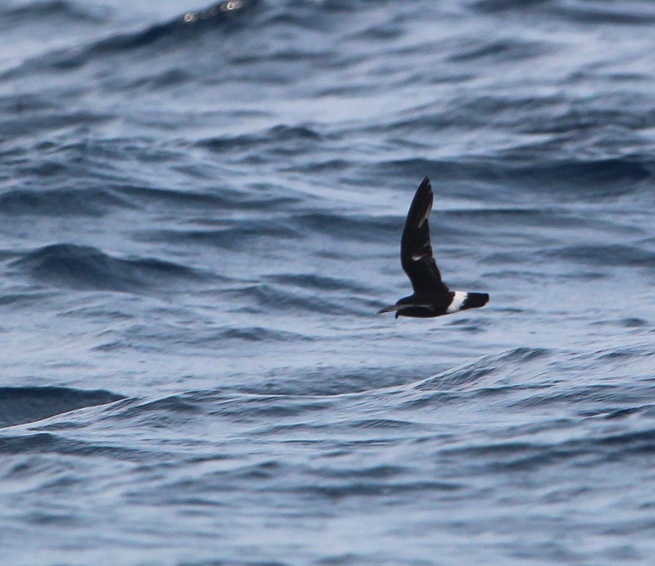 European Storm-Petrel - ML641445107