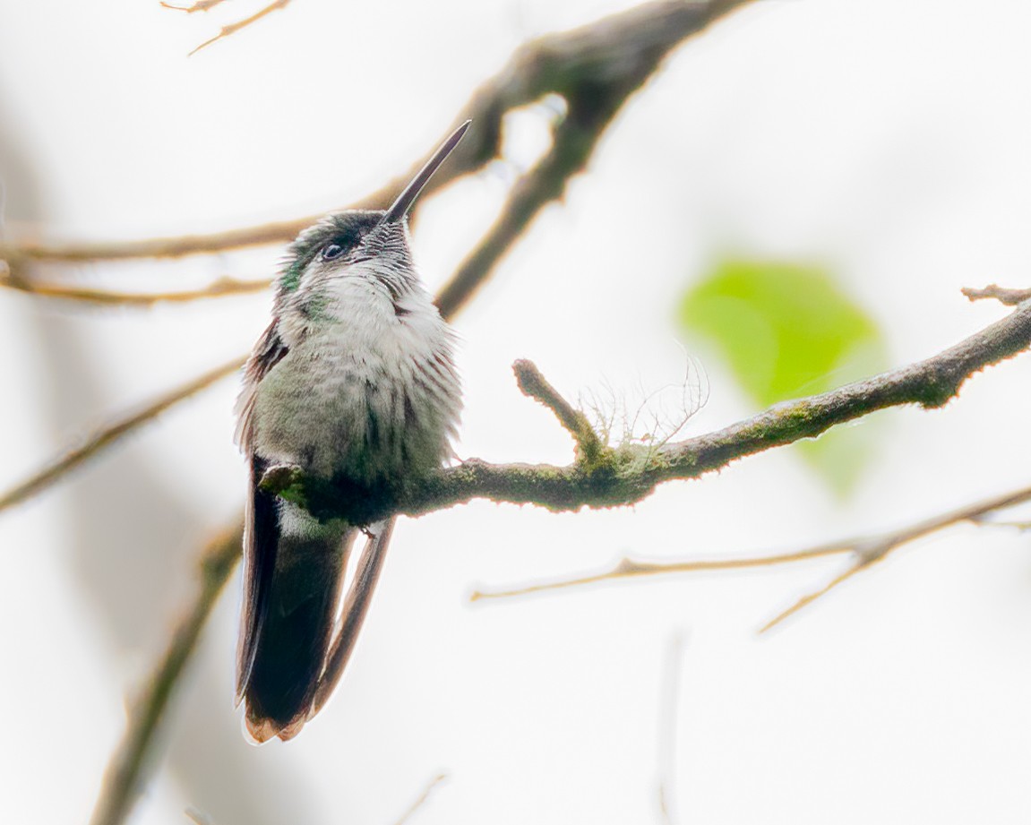 Green-throated Mountain-gem - ML641445111