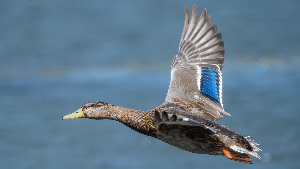 Mallard - ML641445120