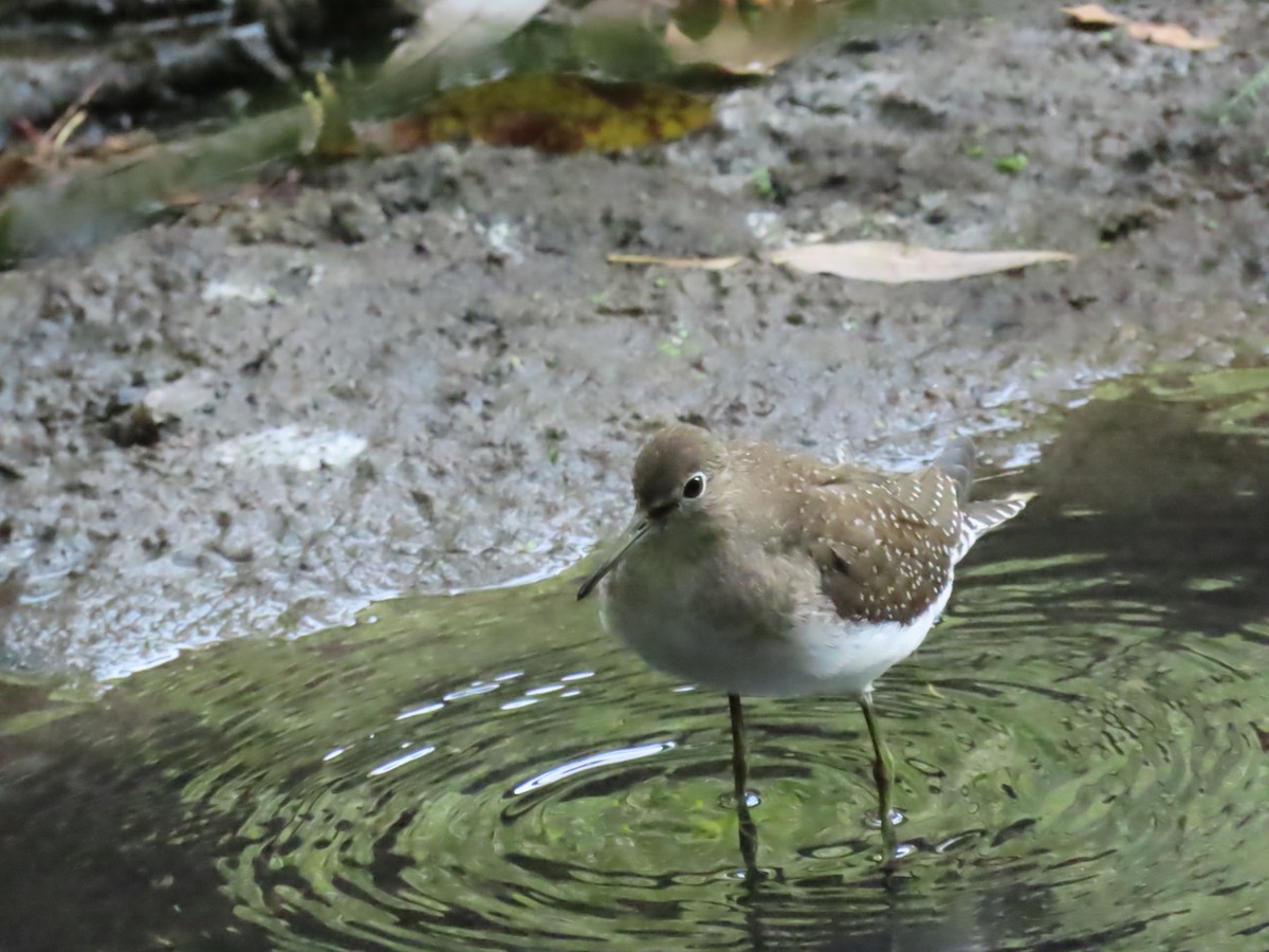 Solitary Sandpiper - ML641445183