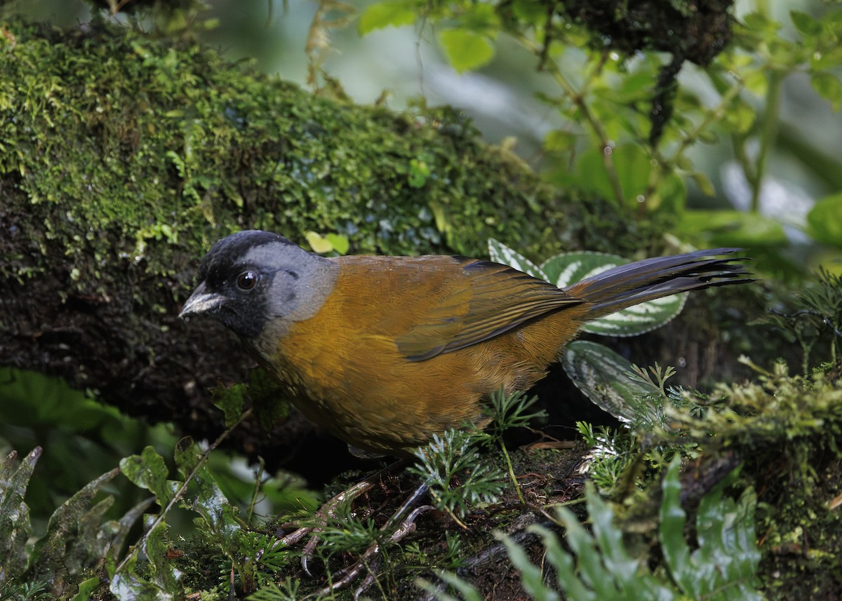 Large-footed Finch - ML641445189