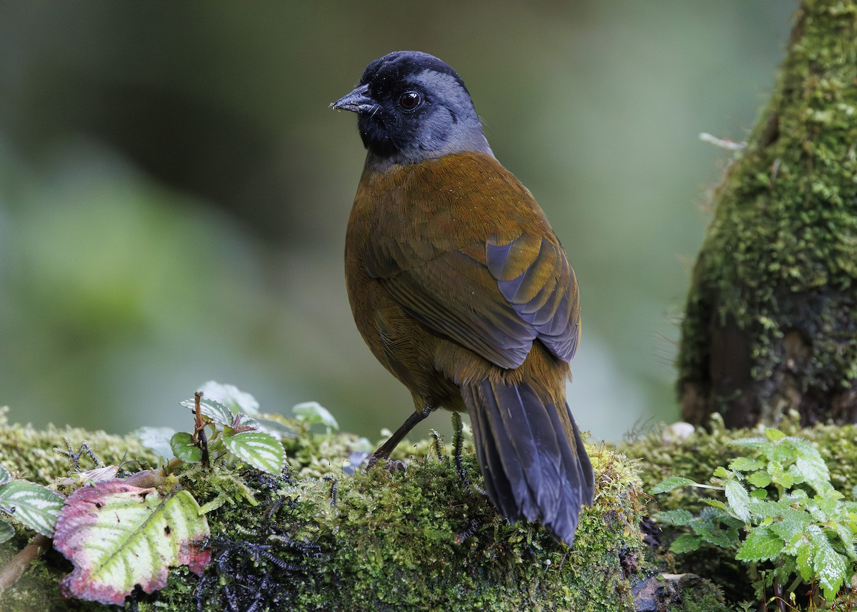 Large-footed Finch - ML641445192