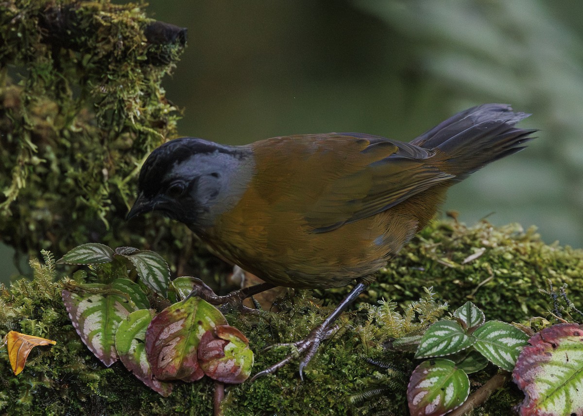 Large-footed Finch - ML641445194