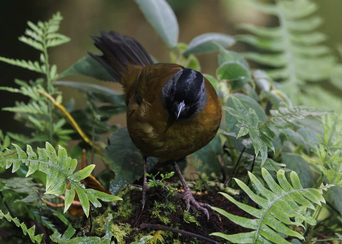 Large-footed Finch - ML641445195