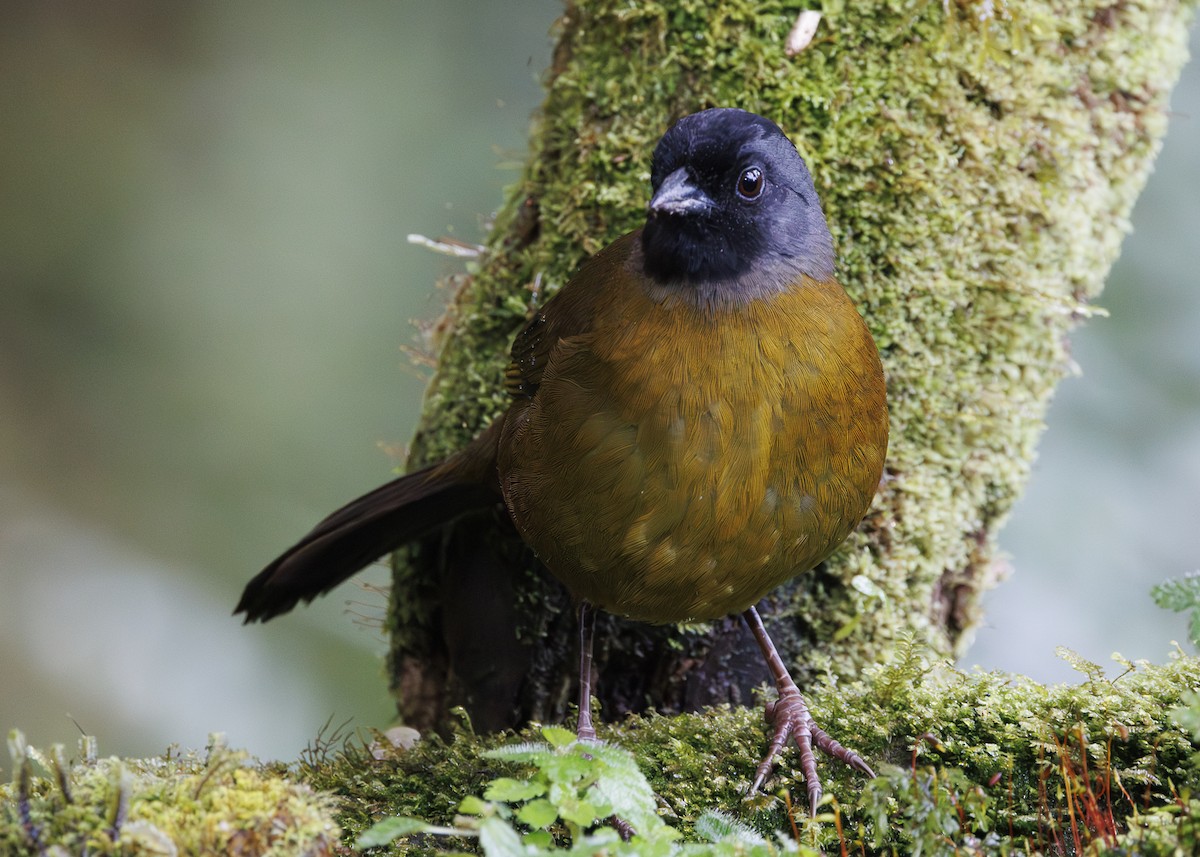 Large-footed Finch - ML641445196