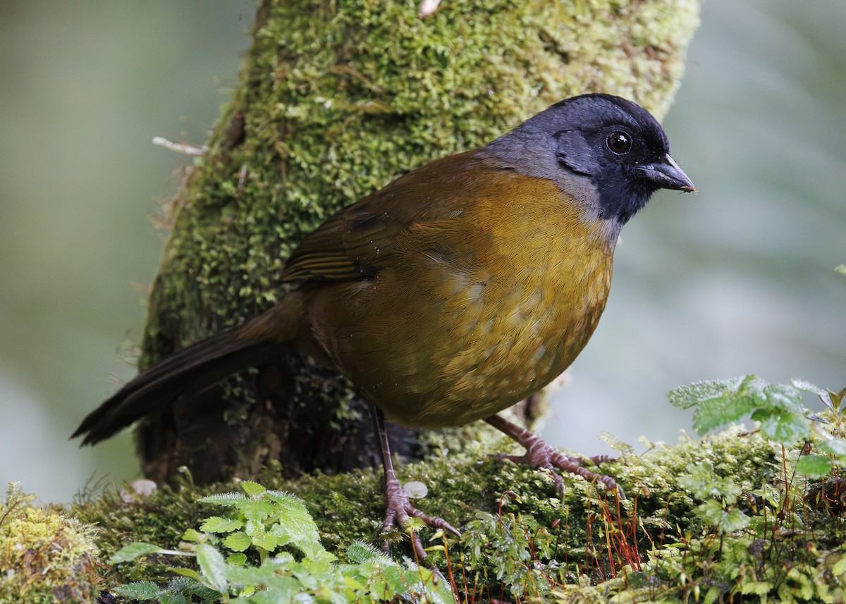 Large-footed Finch - ML641445197
