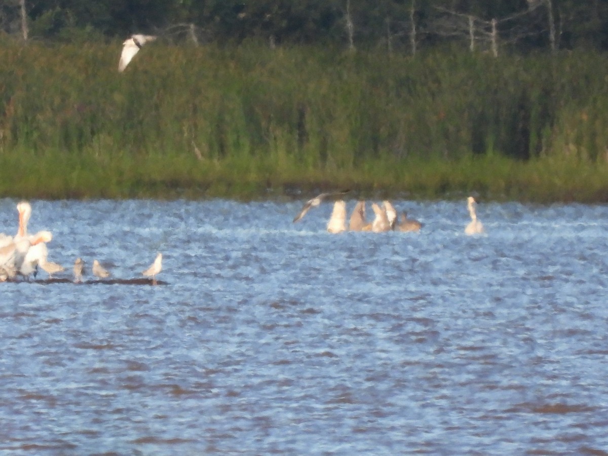 Trumpeter Swan - ML641445209