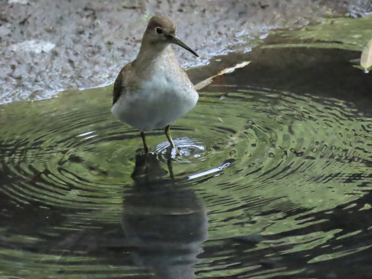 Solitary Sandpiper - ML641445216
