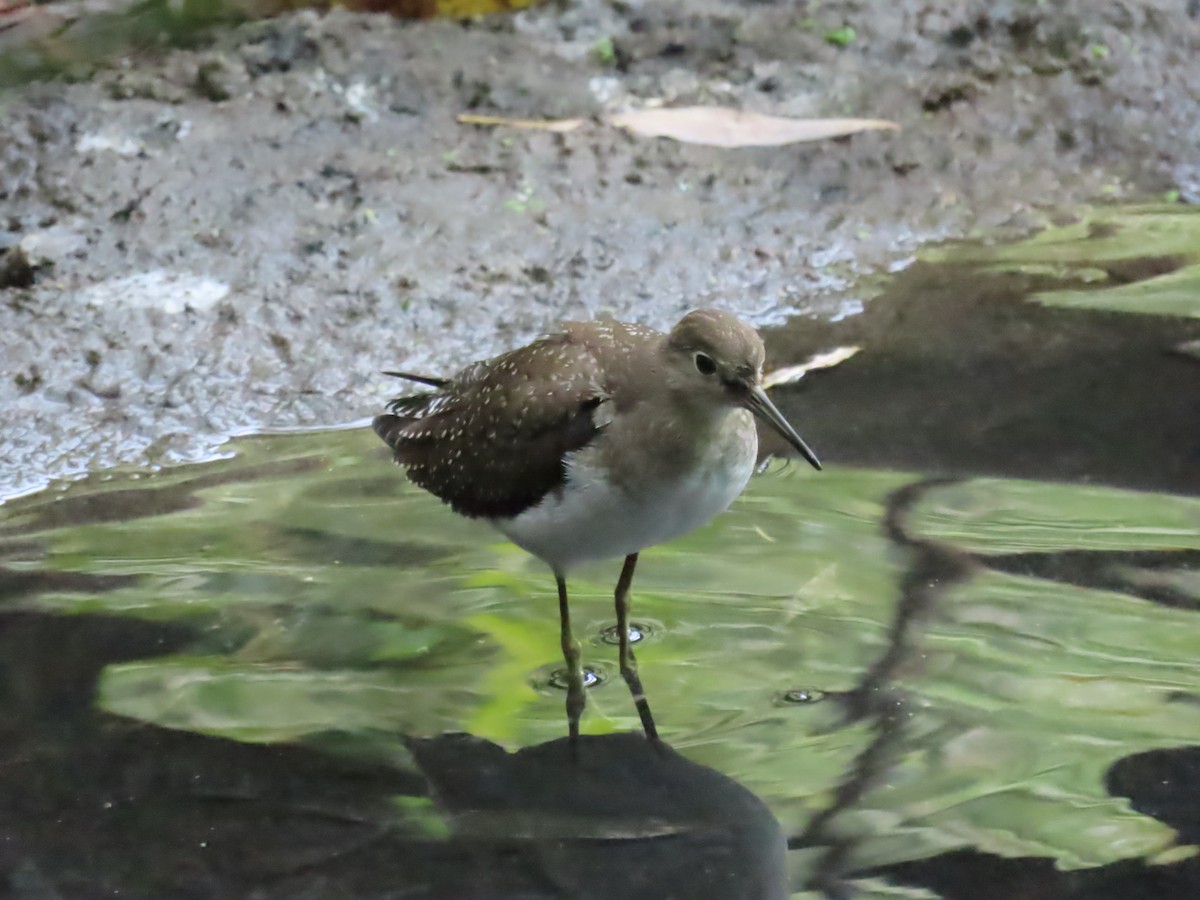 Solitary Sandpiper - ML641445241
