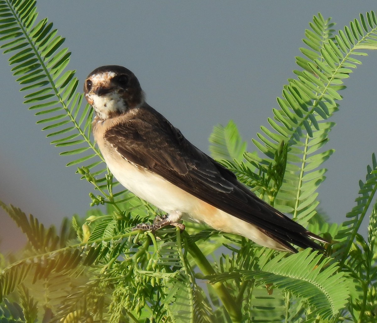 Cave Swallow (Texas) - ML641445247