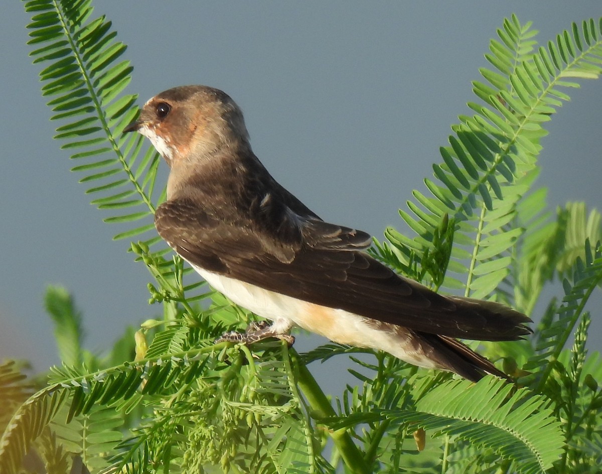 Cave Swallow (Texas) - ML641445249