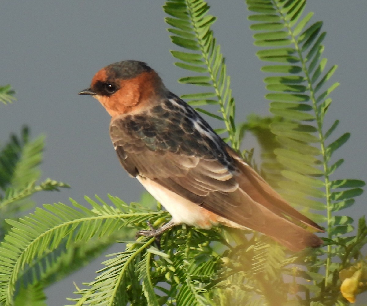 Cave Swallow (Texas) - ML641445264