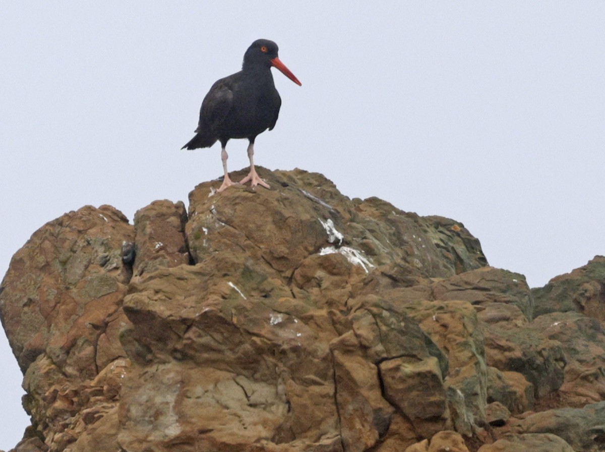 Black Oystercatcher - ML641445266