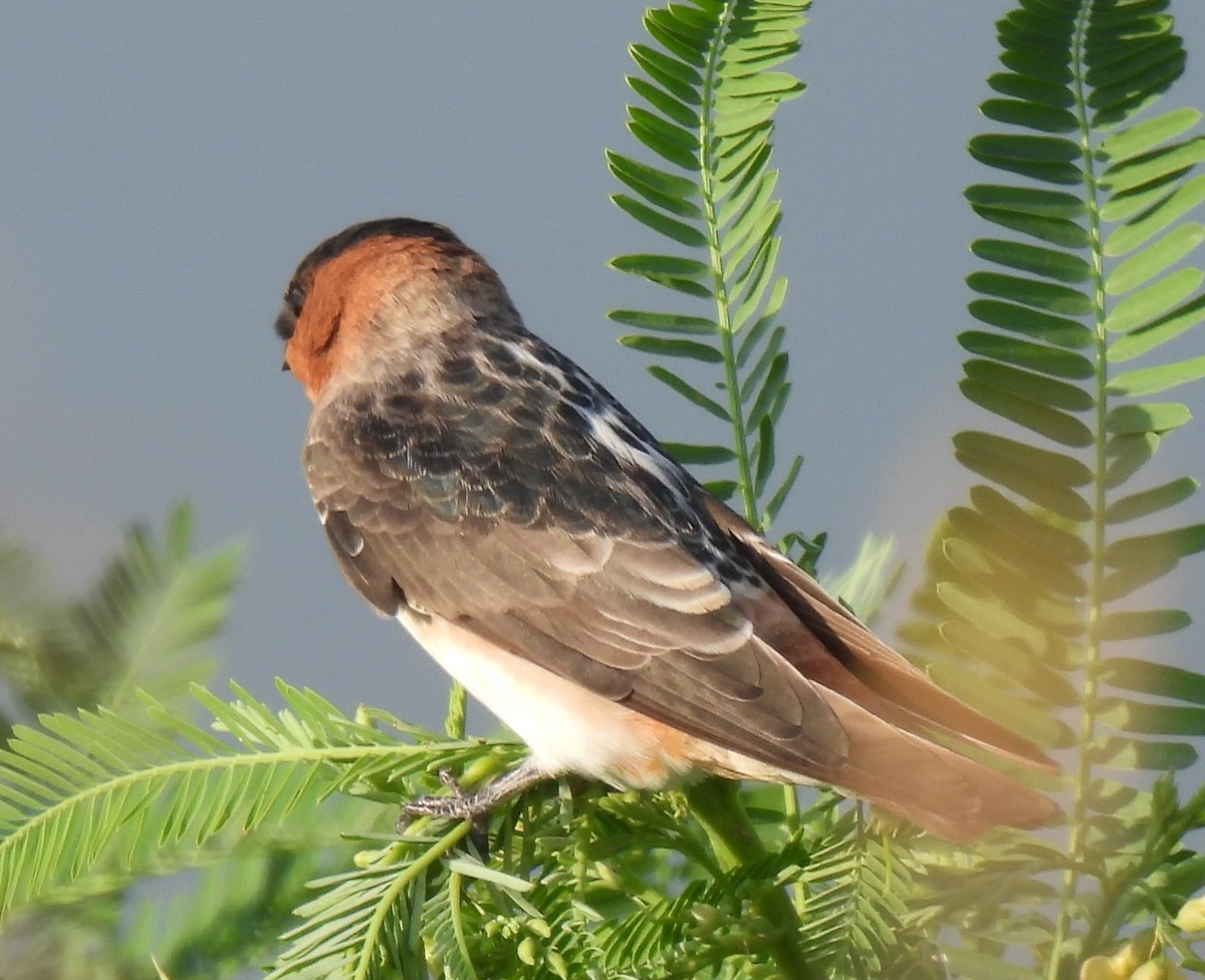 Cave Swallow (Texas) - ML641445267