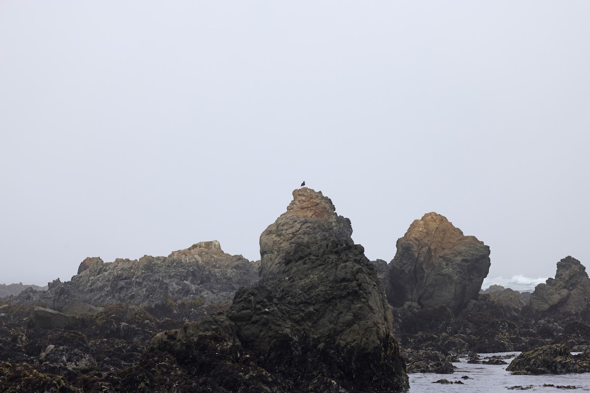 Black Oystercatcher - ML641445268
