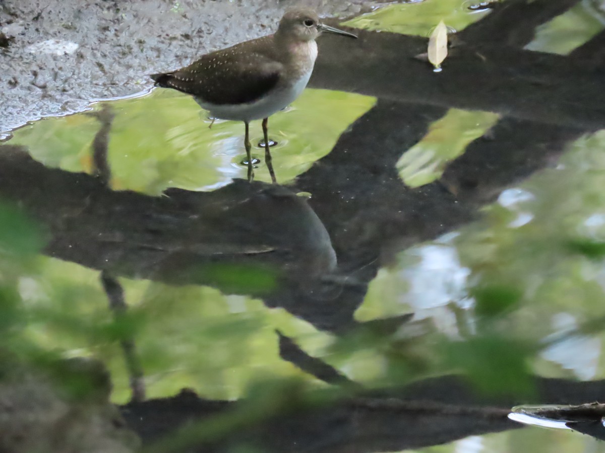 Solitary Sandpiper - ML641445275
