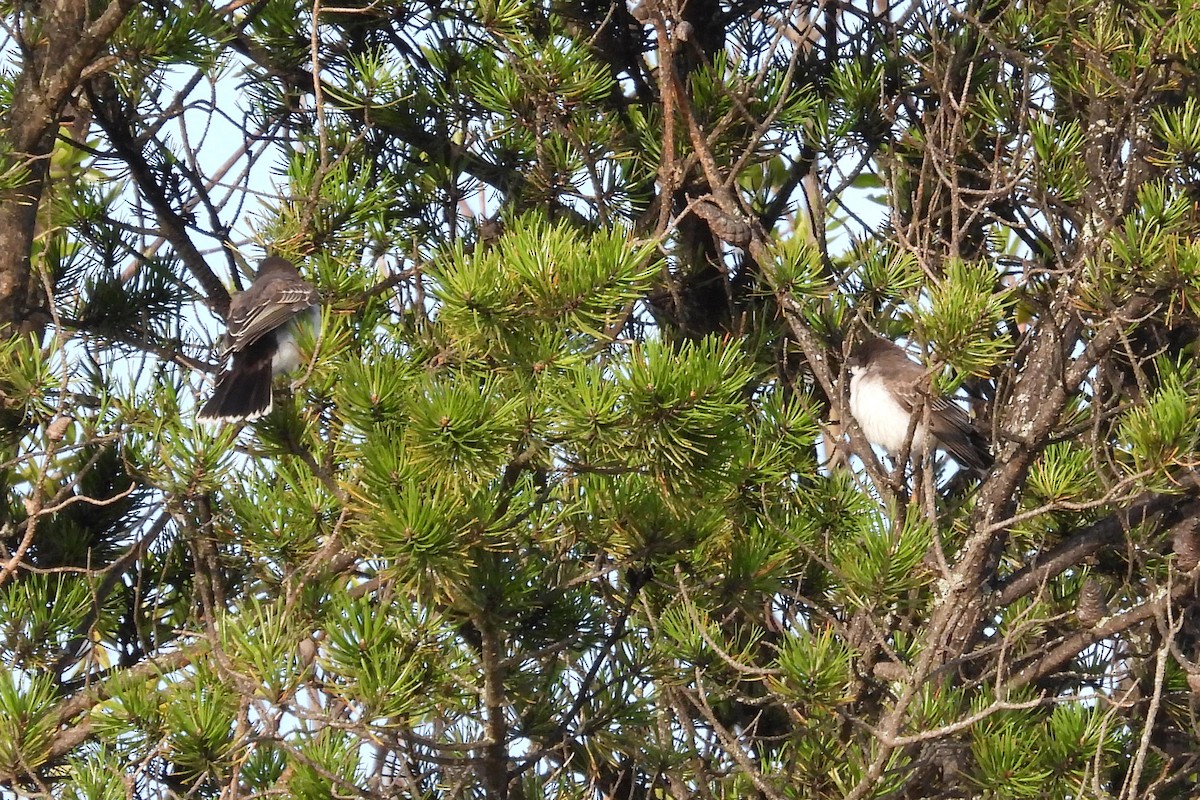 Eastern Kingbird - ML641445300
