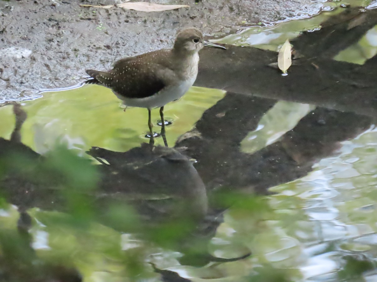 Solitary Sandpiper - ML641445312